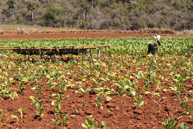 Plantação de tabaco