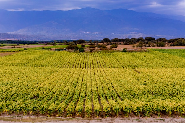 Foto plantação de tabaco