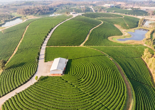 Plantação de terraced chá verde paisagem na colina