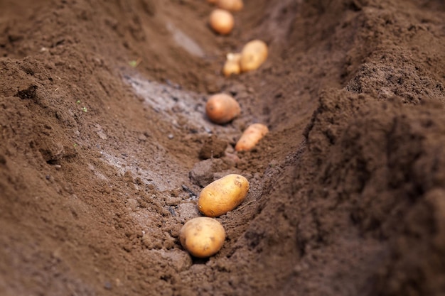 Foto plantação de tubérculos de batata no solo preparações do início da primavera para a temporada de jardinagem