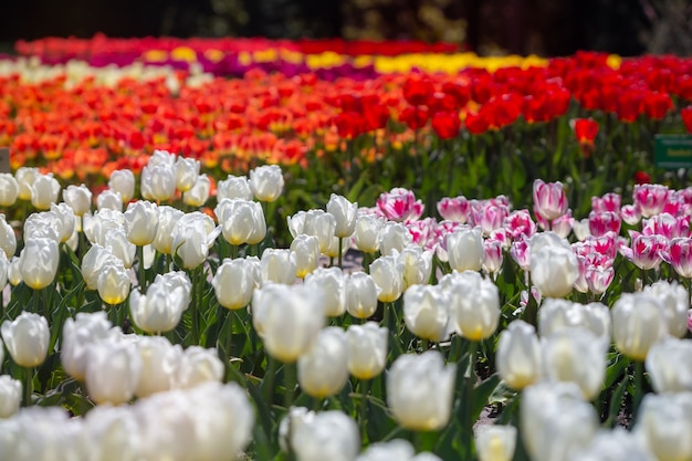 Plantação de tulipas multicoloridas florescendo. Desfile de tulipas