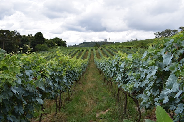 Plantação de uvas com céu nublado