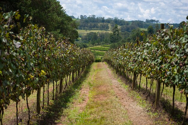 Plantação de uvas com céu nublado