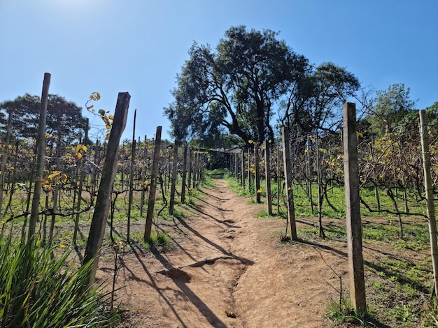 Plantação de uvas fora de época