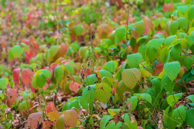 Plantação de uvas selvagens jovens. Folhas verdes