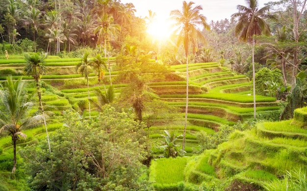 Plantação exuberante de campos de arroz na ilha de Bali, Indonésia