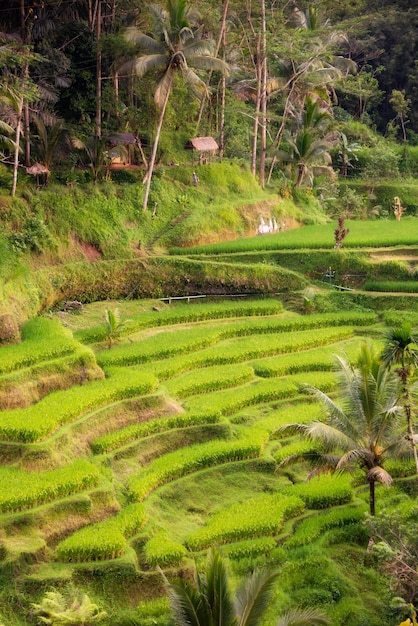 Plantação exuberante de campos de arroz na ilha de Bali, Indonésia