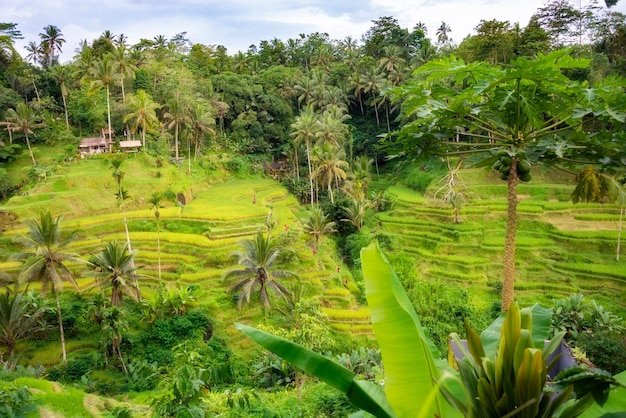 Plantação exuberante de campos de arroz na ilha de Bali, Indonésia