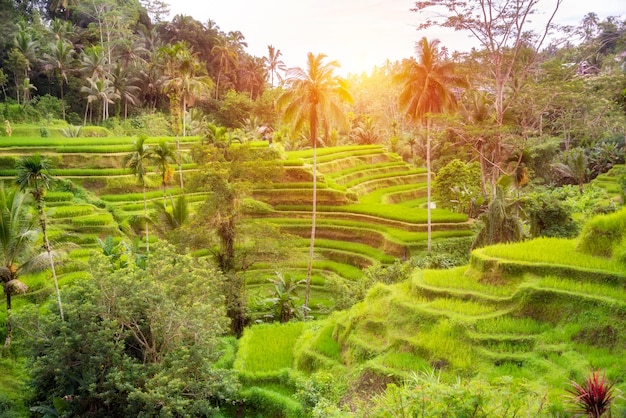 Plantação exuberante de campos de arroz na ilha de Bali, Indonésia