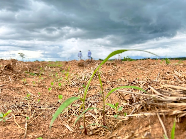 Foto plantação inicial de erva em erva tropical