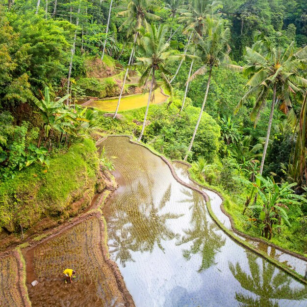 Plantação local do terraço de arroz em camadas com agricultor irreconhecível na ilha de Bali Indonésia