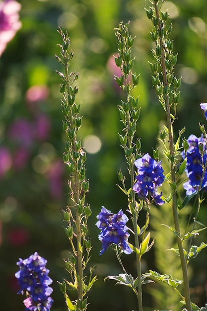 Plantação orgânica em campo As plantas são cultivadas a partir de sementes Delphinium sementes de colza secas Delphinium conceito de agricultura