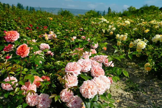 Plantação rosa