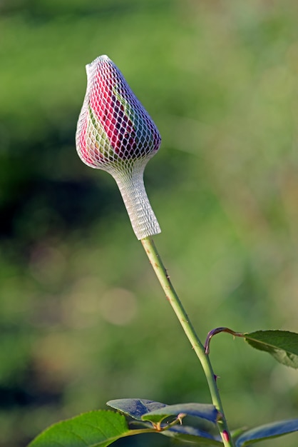 Plantação rosa