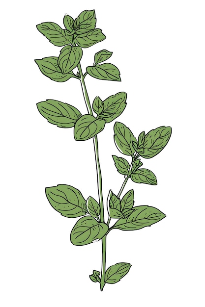 Plantação