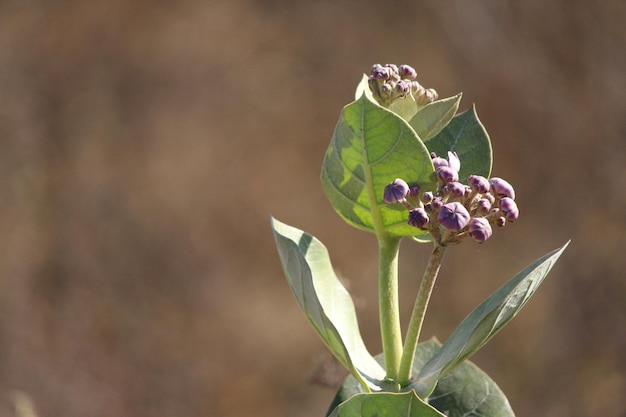 Foto plantação