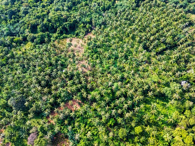 Foto plantación de aceite de palma en indonesia vista aérea desde un avión no tripulado