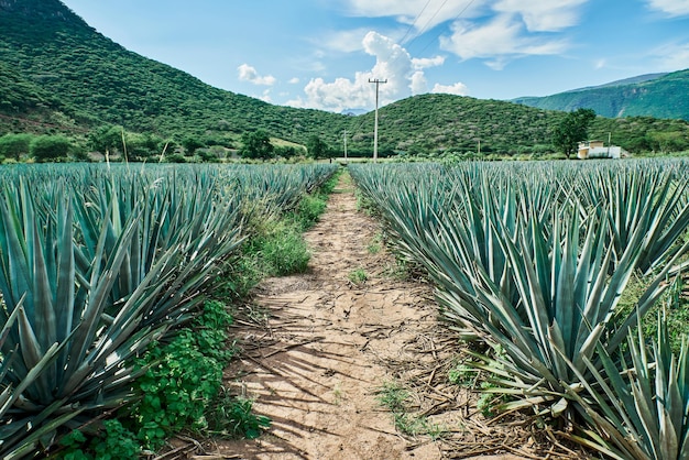 Plantación de agave azul en el campo para hacer tequila concepto industria del tequila