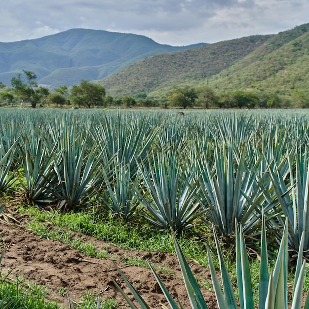 Plantación de agave azul en el campo para hacer tequila concepto industria del tequila