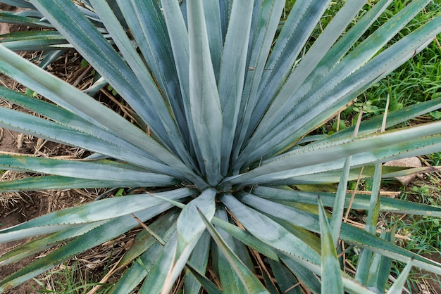 Plantación de agave azul en el campo para hacer tequila concepto industria del tequila