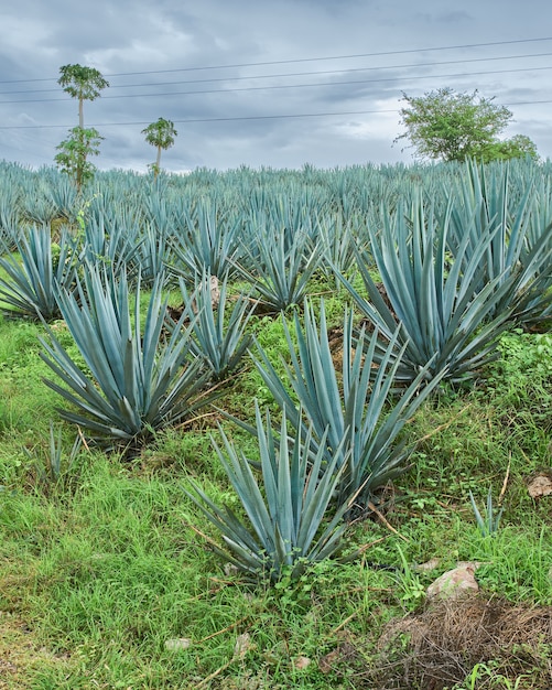 Plantación de agave azul en el campo para hacer tequila.