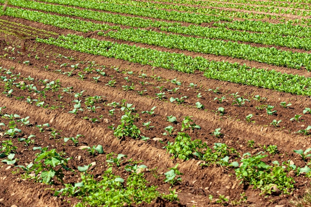 Plantación agrícola de frutas y hortalizas en tierras fértiles del interior de Santa Catarina