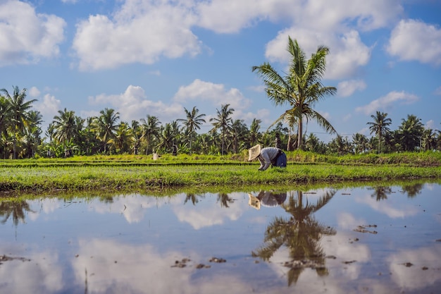La plantación de agricultores en las tierras agrícolas de arroz paddy orgánico