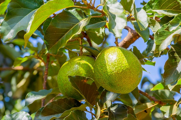 Plantación de aguacate en un día soleado