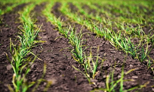 Plantación de ajos de cultivo ecológico