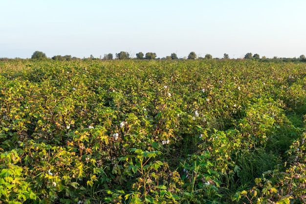 Plantación de algodón, campo agrícola