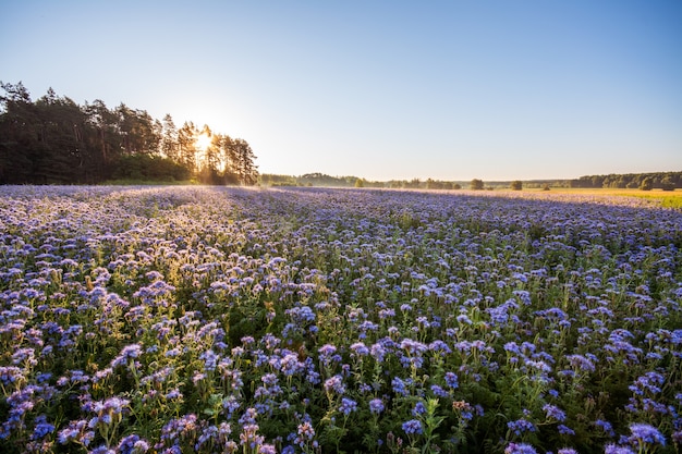 Plantación de apicultor de phacelia - hermosa flor morada con aroma agradable