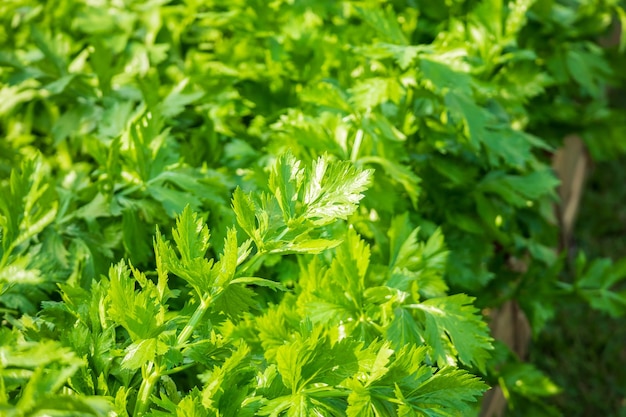 Plantación de apio verde fresco en granja de vegetales orgánicos