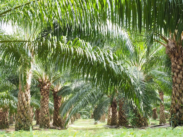 plantación de árbol de aceite de palma en la granja