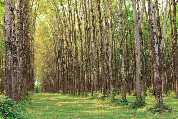 Plantación de árboles de caucho para