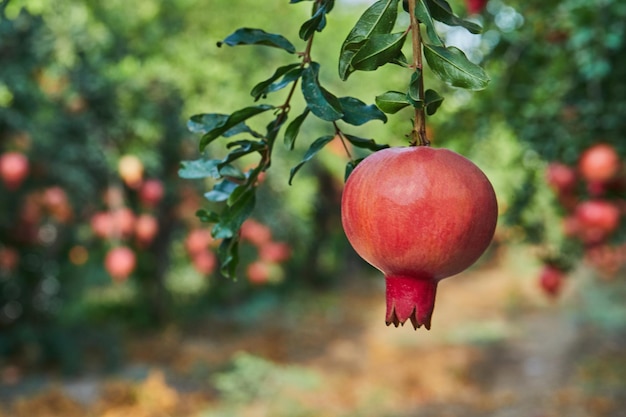 Plantación de árboles de granada en la temporada de cosecha en los rayos del sol del amanecer Grandes frutos para Rosh Hashaná