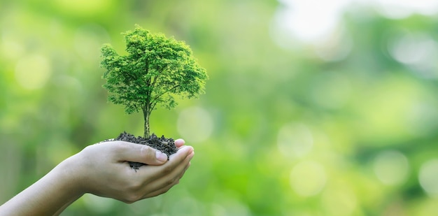 Plantación de árboles a mano Concepto de campaña respetuoso con el medio ambiente y socialmente responsable