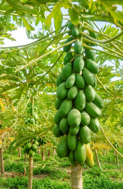 Plantación de árboles de papaya en Conde Paraiba Brasil agroindustria brasileña