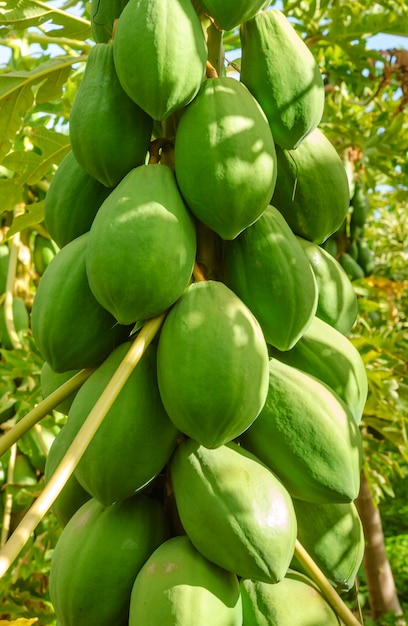 Plantación de árboles de papaya en Conde Paraiba Brasil agroindustria brasileña