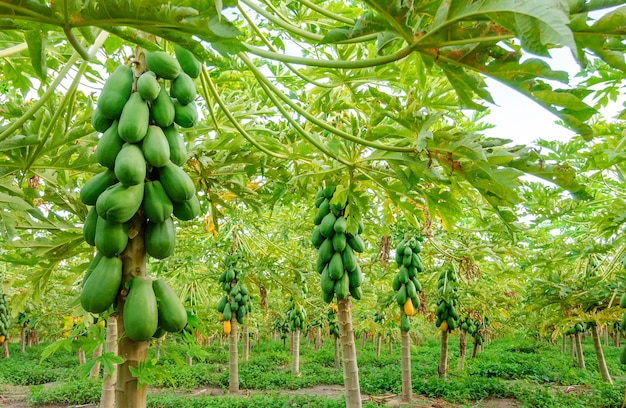 Plantación de árboles de papaya en Conde Paraiba Brasil agroindustria brasileña