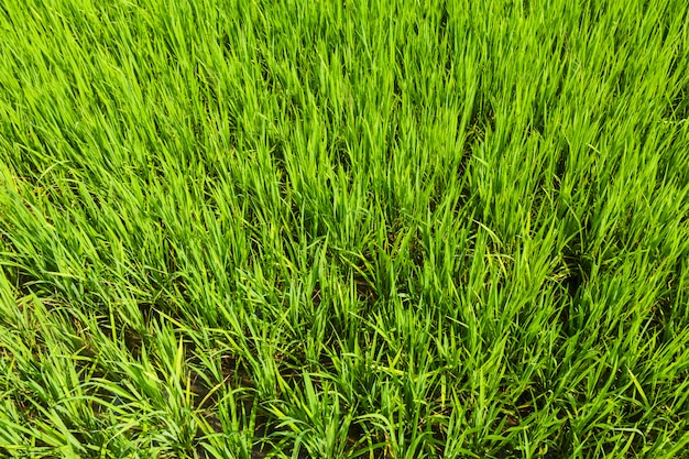 plantación de arroz, fondo de agricultura