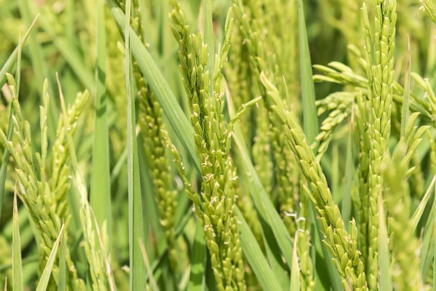 Plantación de arroz inmaduro