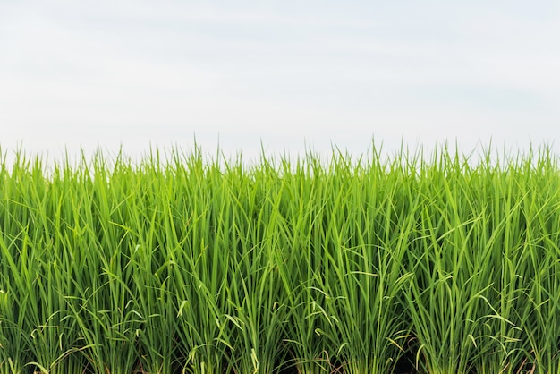 Plantación de arroz jazmín en Tailandia