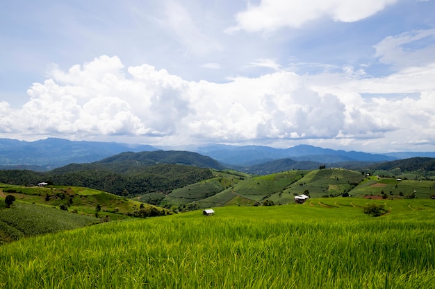 Plantación de arroz en la montaña, terrazas de arroz en Ban Pa Pong Piengin Tailandia