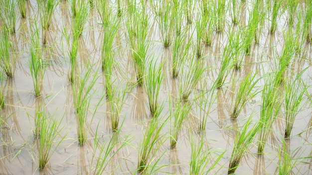 Plantación de arroz verde en Tailandia.