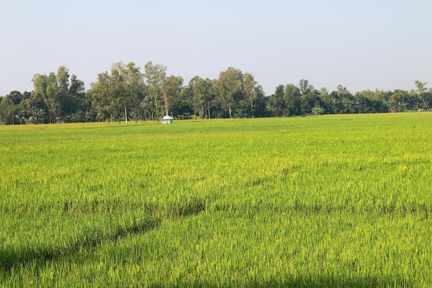 Plantación de arroz