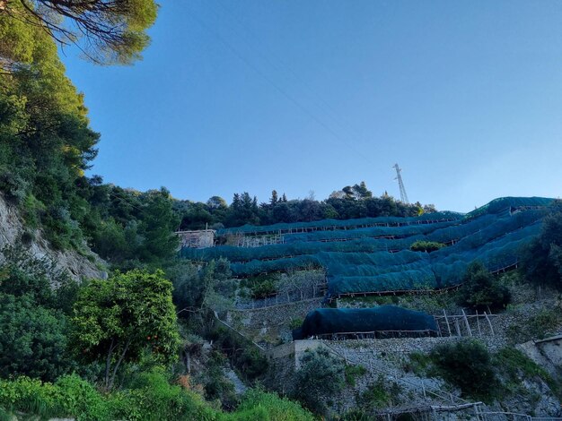 Foto una plantación azul está en una colina con árboles en el fondo