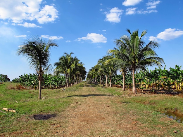 La plantación bananera en Cuba