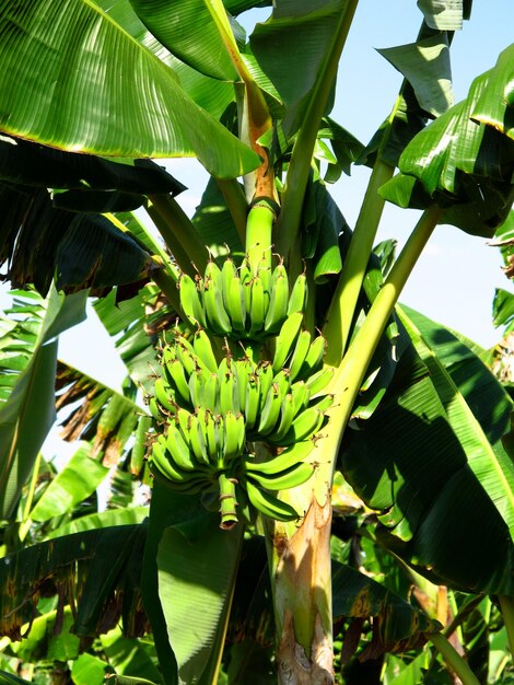 La plantación bananera en Cuba