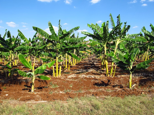 La plantación bananera en Cuba