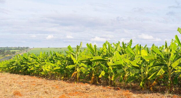 Plantación de banano brasileña en un día soleado